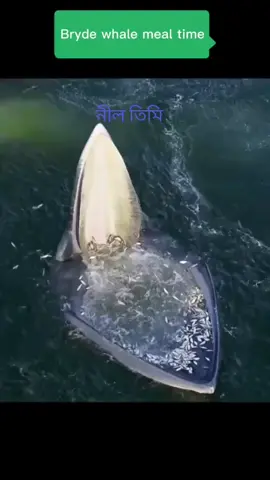 বিশাল নীল তিমি মাছ ❤️❤️ #tiktok #viral #new #viralvideo #sea #timi 