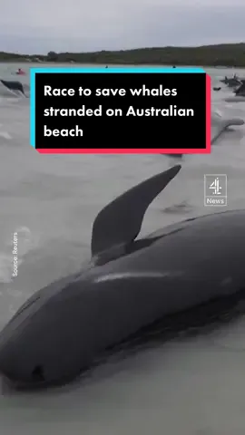 Over 50 pilot whales left stranded on a western Australian beach have died. Rescue efforts will continue in an attempt to save the 46 whales that remain alive. #whales #pilotwhale #australia #wildlife #conservation #channel4news 