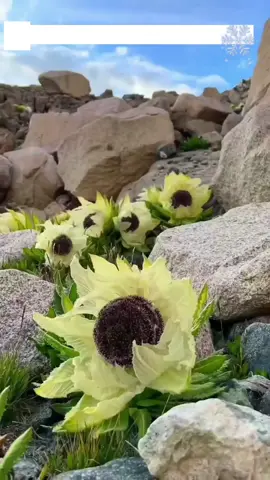 Thiên Sơn Tuyết Liên 7 năm mới ra hoa một lần #nhackhongloi #nhacnen #canhdep 