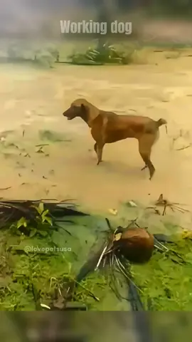 #fyp #tiktokdogs #puppy #dogsoftiktok #tiktokdog #petdog #viral #nyc #lovepetsusa #foryoupage 