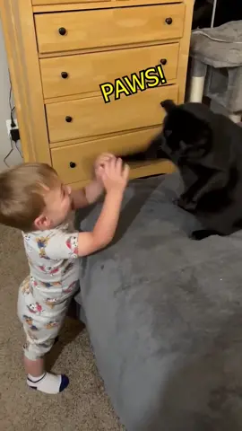 Cats being cats #fyp #vo #dub #compilation #catsoftiktok #cats #voiceover #animalvoiceover #voiceacting #voiceactor #cat #animalsreact #animalsdothings 