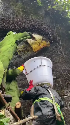 Wild cliff honey picking in the wild, thank you for the gift from nature#honeypicking #wildhoney #outdoor #dangerousaction #ruralpeople #foryou