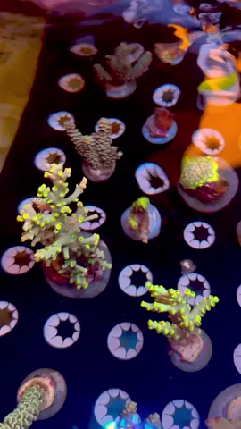 @sbbcorals sent us ABSOLUTE 🔥  Check it out 🙌🙌 Thank you Shane 🙏 #saltwateraquarium #reeftank #aquarium 