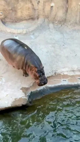 Timothy the hippo gets big time zoomies! 🏎️💨 #animals #cuteanimals #hippo #foryou #fyp
