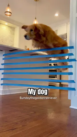 Yes this is the same dog! 😂 #goldenretriever #funnydogvideos #dog 