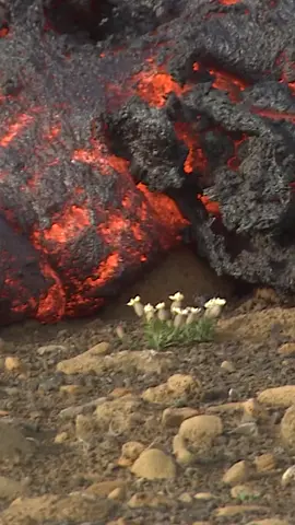 #volcan #magma #accident #accidente #fire  #backrooms #backroom #xyzbca #vecna #strangerthings #Spoilers #parati #fyp #foryoupage #foryou #strangerthings4 #waroftheworlds #laguerradelosmundos #tripode #meme #lighting #rayo #erupción #eruption #magma  #volcan #volcano #apocalypse #quarantine #blackops #blackopscoldwar #blacops2 #backrooms #backroom #xyzbca #vecna #strangerthings #Spoilers #parati #fypシ #fyp #foryoupage #foryou #strangerthings #strangerthings4 #st #willbyers #vecna #001 #henrycreel #jamiecampbellbower #001edit #netflixseries #willbyersedits #peterballard #noahschnapp #humor #edit