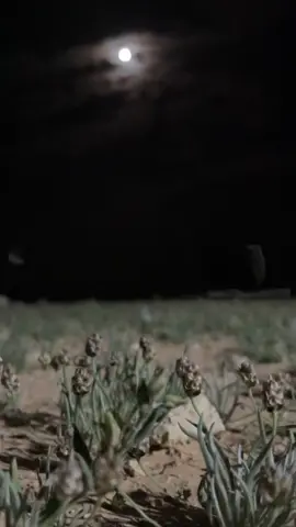 تصويري 🤍🥰#عرعر_عرعرنا_الحدود_الشماليه_عرعرنا #الشماليه #العويقيلة🤩♥️ #حائل_الان #أكسبلووووووووور 