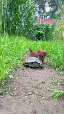 rùa xe ôm : yên tâm lên 😂 #funnydog #cutedog #PetsOfTikTok #xuhuong 