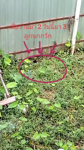 นกกวัก #นกกวัก 