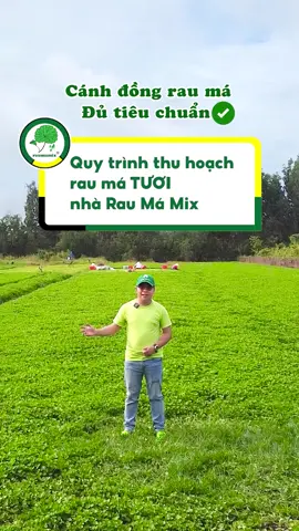 Quy trình thu hoạch rau má TƯƠI nhà Rau Má Mix #rauma #raumamix #ancungtiktok