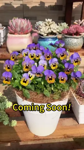 Coming soon👨🏼‍🌾 #pansy #tricolor #flowergarden #growyourown #flowerlovers #diygarden #indoorplants 