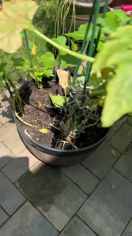 We are stardust, we are golden We are billion-year-old carbon And we've got to get ourselves Back to the garden💚 #garden #harvest #zuchinni #secondzuchinnioftheseason 