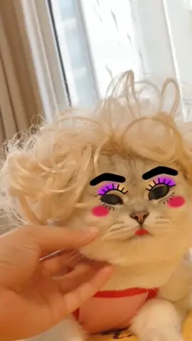 #pet #funny #funnyvideos #fyp #cute #cat 