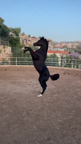 ما شاء الله🖤 الأدهم MG😍  #الادهم🖤👑💫 #الحصان_الاسود #الادهم  #فوارس_الله #فارسة #فارسة_خيل #خيل_عربي_اصيل #خيول_عربية_اصيلة #عزّة #شهامة_العرب_ونخوتهم #ليبيا #freefire_lover #francetiktok #سوريا #السعودية #تونس #المغرب_العربي #العراق #مصر #فلسطين #البحرين #قطر  #france🇫🇷 #germany #ivorycoast #belgium #italy #spainhorses 