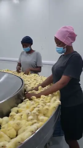 Tell us the post-hatching operations taking place here. #poultry #farming #poultrycare #poultyfarmimg #chicks #dayoldchicks #PoultryFarming #farmers #poultry #broiler #broilers #broilerfarming #