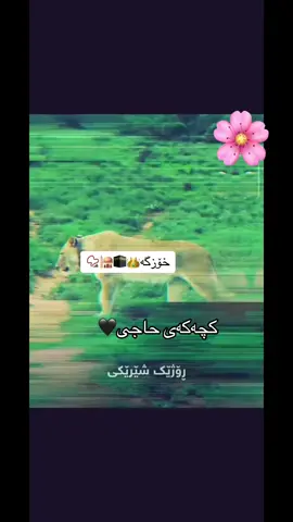 #لااله_الا_اللە_الحمدلله_لااله_الا_الله #عبدالرحمن_مسعد #a3hmad_shaede #فلسطين #خودابەهیزترینە❤️ #ڕێگایی_ئیسلام_باشترینە📿🕋🕌 #qwrankarim💗💭🤲 #اللەاکبر_اللەاکبر_اللەاکبر🕋🕌📿 #مەککە💙📿 #imravo✅ #لاالەالااللە_محمد_رسول_الله🤲🏻🖤 #قورئان_ئارامی_دڵان🕋📿 #ڕێگایی_ئیسلام 