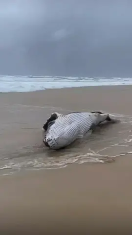 Cá voi mắc cạn ngay bây giờ #cavoi #cavoisatth #cavoixanh #baunhomkinh #nhomshalumi #nhomsonghong #baunhomshalumi #baunhomsonghong #fypシ #xuhuong 