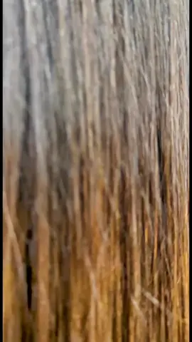 🎋Mời Trầu🎋#pdp #muadangian #mờitrầu #bìnhdương 