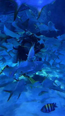 This is pretty peaceful ☮️ 😍🐠 - - - - - - - - - - - #fishtok #fish #peaceful #satisfyingvideos #awesome #beautiful #peaceful #fridayeve #rainbowfish #cute 