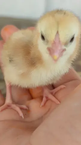 cute chick 🐣🐣 #cute #chick #pets #chicken #baby #animalsounds #viral #foryou #fypシ #animalsounds #animals #ilovemypet #pets #tiktok #shortsvideo #trending 