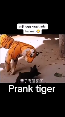 #prank tiger
