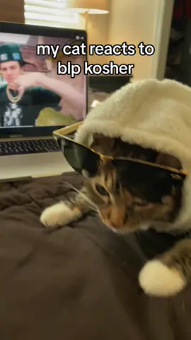 i knew she was gonna go crazy once she heard this absolute banger 🥵🥶🔥 #blpkosher #cat #rap #cats #hiphop #catsoftiktok #raptok #fyp