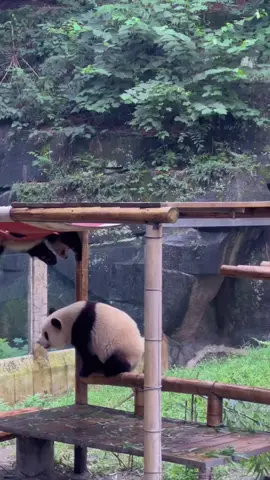 Can you guess what they are doing?#panda #pandas #pandababy #大熊猫搞笑日常 #大熊猫吃竹子 #pandawara 