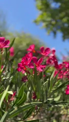 Et une nouvelle journée au boulot ! Journée couffure , ma mère était couffeuse je tiens ca d’elle mais…. Pour les arbres ! #paysagiste  #work #southoffrance #Summer #sun #flower 
