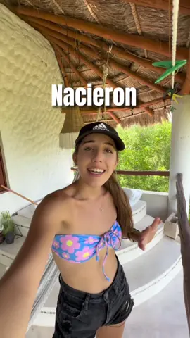 Actualización de los mapaches bbs 🦝💙 ig: Betholiverm #parati #foryou #holbox #isla #mapache #animal 