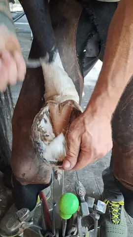 Satisfying!!! #satisfying #oddlysatisfying #asmr #farrier #horse 