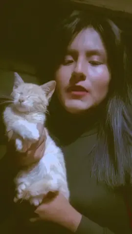 #gato #andrea #parati