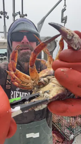 Barnacle Chronicles & Wolf Eel Fish Double Header :) #commercialfishing #fishing #eel #friendliestcatch #natgeo #crabs #barnaclechronicles #octopus 