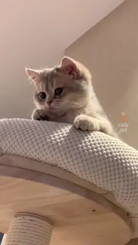 #Pet #CutePet #Cat #cuteanimals 