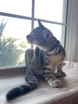 This past week, the kitties collars came. They have been scratching the collars ever since. I’ve read that it is purfectly normal for them to scratch in the beginning since they’re not used to it.  Lesson 8: if you have kitten(s) have them wear collars early so they get used to it. . . . . #cat #catsoftiktok #catlover #kittycat #kittycattok #kitten #kittentok #kittentok #PetsOfTikTok #catoclock #meow #cattrend #pet #petlife #petlover #kitty #fyp #foryourpage 