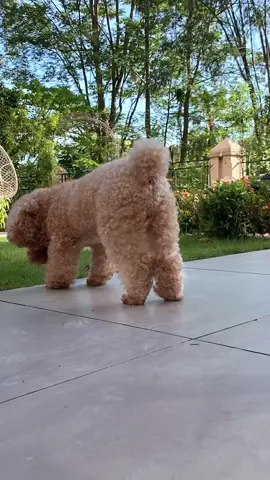 #cute #fyp #dog #xh #pet #cunyeu #thucung #poodle #funny #bunquystoc 
