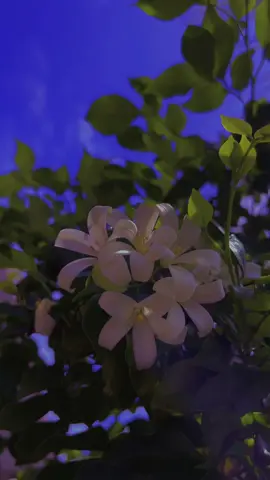 Tưởng rằng may mắn tìm được nhau nào ngờ đâu đứt đoạn dây tơ #ppsang2001 #xuhuong #tamtrang 