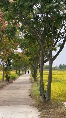 Con đường làng ngày xưa giờ có còn hay không.. #tuoitho #langcungdieuminh #douyin #vungqueyenbinh #nhonhaqua #langyen #nhoquehuong 