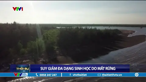 Suy giảm đa dạng sinh học do mất rừng | VTVWDB