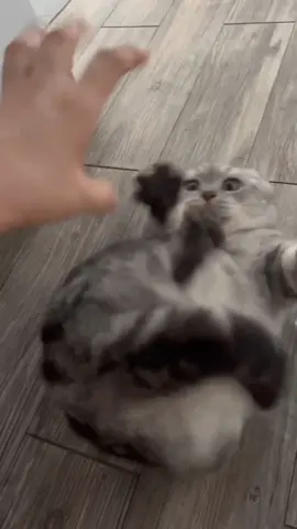 #pet #funny #funnyvideos #fyp#cuet#cat