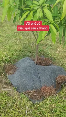 Cách ngăn cỏ cho gốc cây như thế nào #vaichongco #batchongco #batphuchongco 