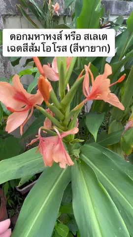 ดอกไม้ที่เป็นตัวแทนความคิดถึงของแม่ ปลูกเพราะเป็นดอกไม้ที่แม่ชอบมากๆ ตอนนี้แม่คงมองมาจากที่ใดซักแห่ง #ดอกไม้ #ความรักของแม่ #สเลเตสีหายาก