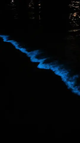 Phytoplankton in the Maldives 💙 #maldives #phytoplankton #naturalfenomen #bluewater 