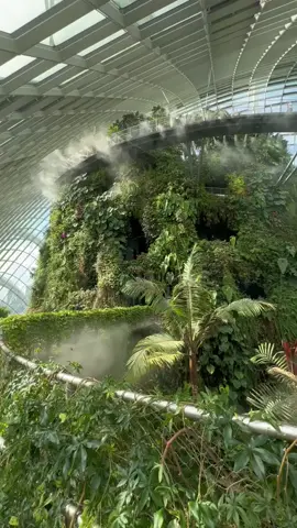 Incredible cloud forest! @Arya Grey 