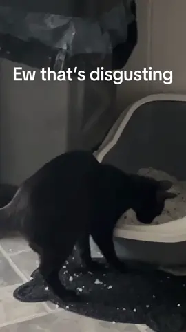 Everytime 🤣🤣🤣 #meow #cats #catsoftiktok #catlover #cattok #catpoopin #catpoopproblems #catpoop #litterbox #funnyvideos #funnycatsoftiktok #funny #blackcatsoftiktok #blackcat #blackcatsmatter #kiwi🥝 #kiwi #kiwitiktok #disgusting #stinky #minging #ew #poop #poo #viralvideo #viraltiktok #getmefamous #blowthisup #laughter #dirty #cute #Love #fyp #foryoupage #foryou #crackheadcats #crackheadcatsoftiktok #adorable #fypシ #viralvideo 