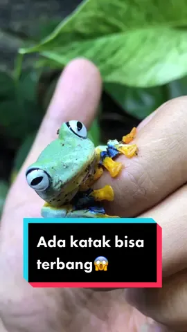 Katak-terbang wallace atau katak-terbang sungai abah (Rhacophorus nigropalmatus) adalah katak berwarna hijau dan emas cerah yang dapat melompat dari dahan ke dahan dengan menggunakan selaput ekstralebar di sela-sela jari kaki dan “sayap” dari kulit di bagian sisi. Ketika katak itu melompat, kaki dan telapaknya meregang keluar dari tubuh sehingga memberi kesan seperti parasut. Mereka kadang dapat melayang sejauh hampir 50 kaki (15 meter) dalam satu kali lompatan😱 #wallace #wallaceflyingfrog #frog 