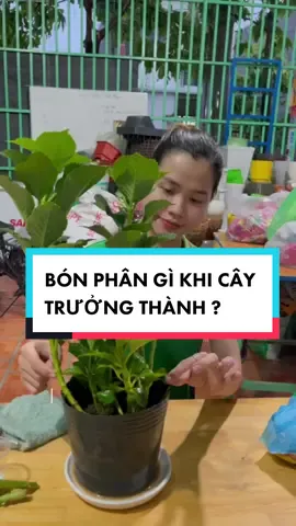 Giai đoạn cây cẩm tú cầu trưởng thành chúng ta sẽ tiến hành bón phân gì ? #vuonnhaxinh #LearnOnTikTok #fyp #foryou #greenlife #healthylife #outdoorplants #caycanh #hoacaycanh #sanvuondep #nhavuondep #trangtrisanvuon #dautay #dautaysach #trongrausach #vuonrausach #meohay #trongcay #lamvuon #dalivlog #camtucau