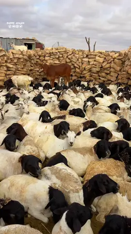 Xoolaha la dhaqdo miyiga waa cajiib manaafacaadkuudu , halkani waa deegaanka buud , Sanaagta-weyn#barreadaani #somalitiktok #Buud #sanaag #xoolo 