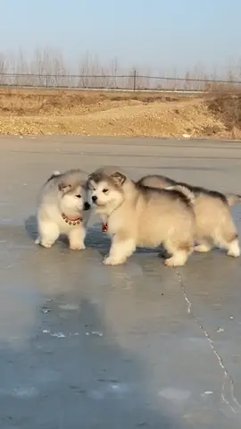 chạy đua nào 😂🥰💗 #xuhuong #funnyvideos #viral #trend #dog #cutedog #dogsoftiktok #💗💗💗 #😄😄😄 