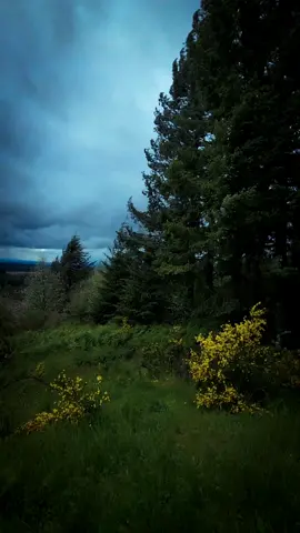 feel free whit this beautiful forest  how you feel whit this? ..#forest #folkscenery #folkgreen #divine_forest #natureonly #naturelover #earthshotz #roamtheplanet #forestphotography #viralreels #viral #Hiking #travel #pnwonderland #oregonexplored #Outdoors #mood #beautiful #california #reelitfeelit❤️❤️ #photo #photographerlife 