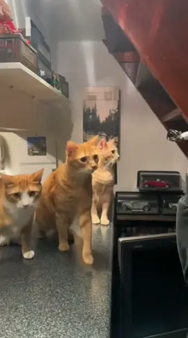 Jump scare #fyp #foryou #catsoftiktok #cat #cats #pets #PetsOfTikTok #animals #funny #reaction #humor #comedia #prank 